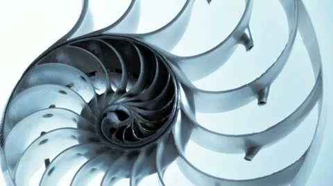 Close up of a split nautilus shell Видео 21307308