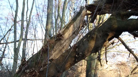 Close up of a split splintered tree trunk 스톡 동영상 121468152