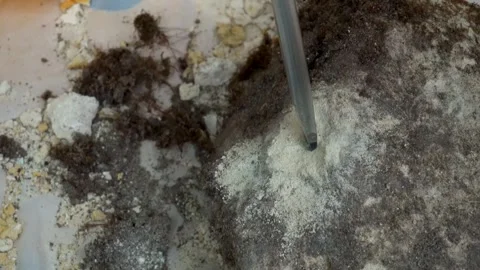 Close-up of Splitting an old marlstone rock in two Stock Footage 276423785