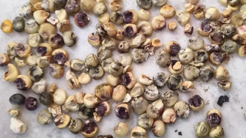Close-up of Spoiled and Discolored White Corn Kernels with Fungal Growth 스톡 동영상 324900113