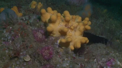 Close up sponge reef 스톡 동영상 56764372