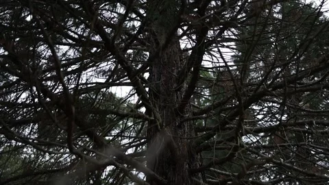 Close up of a spooky pine tree with bare branches during rainfall 動画素材 336522299