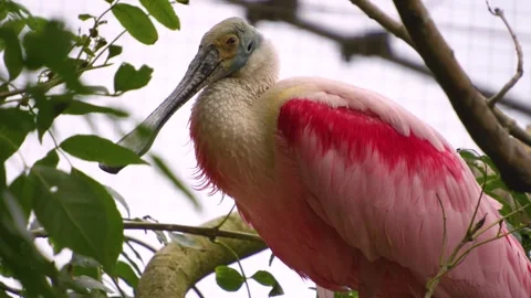 Close up of a Spoonbill ibis Stock Footage 251747628