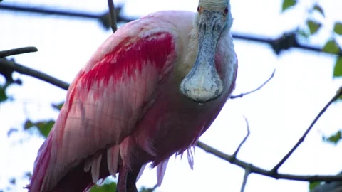 Close up of a Spoonbill ibis Stock Footage 272737272