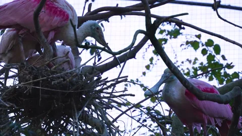 Close up of  Spoonbill ibis Stock Footage 272812660