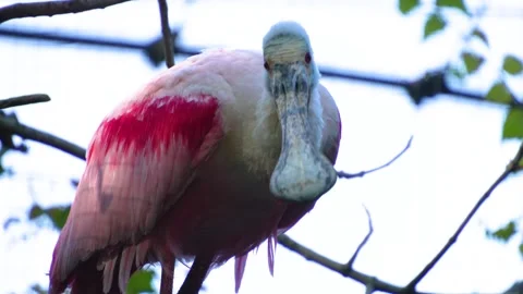 Close up of  Spoonbill ibis Stock Footage 272813481