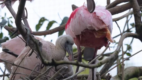 Close up of a Spoonbill ibis nest Stock Footage 252546882