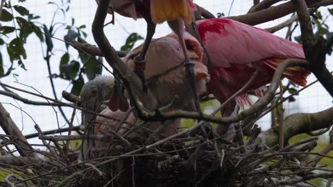 Close up of Spoonbill ibis in nest Stock Footage 252739912