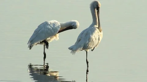 Close up Spoonbills / Spatules blanches se lissant les plumes Stock Footage 8689891