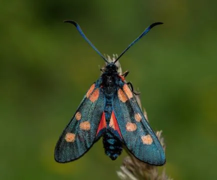 Close up of a spotted burnet moth Stock Photos