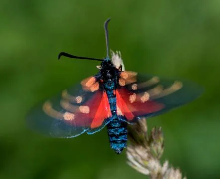 Close up of a spotted burnet moth Foto stock
