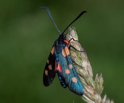 Close up of a spotted burnet moth Stock-Fotos