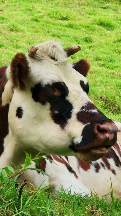Close up of a spotted dairy cow chewing cud Stock Footage 339772429
