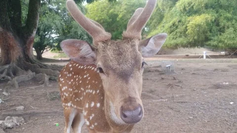 Close-up of Spotted Deer with Antlers Stock Footage 288211459
