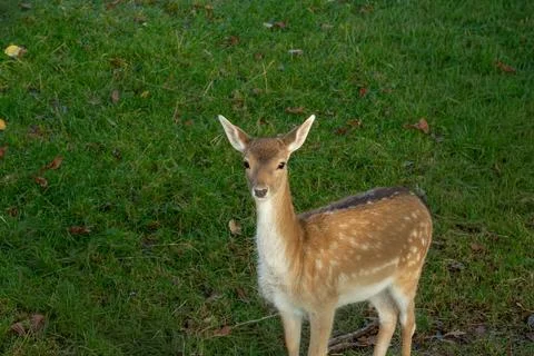 Close-up of a spotted doe Stock Photos