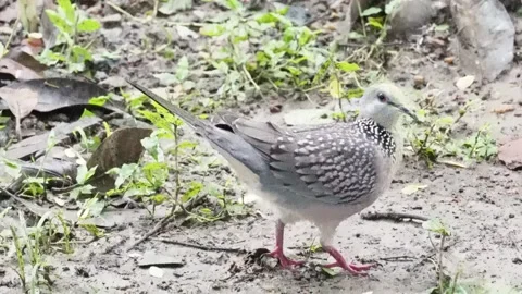 Close-up of a spotted dove on the grass field Stock Footage 314514285