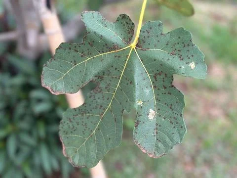 Close-up of a spotted fig leaf Stock Photos