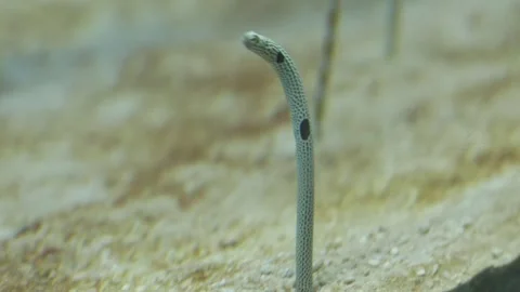 Close up of a spotted garden eel popping out from the sandy sea floor. 스톡 동영상 337219017