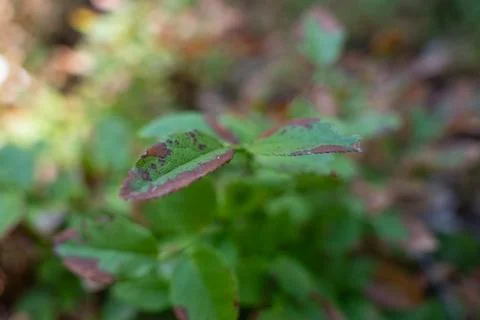 Close-Up Of Spotted Green Leaf With Brown Edges Showing Plant Damage In Sof.. Stock Photos