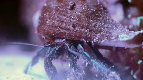 Close up of Spotted hermit crab's walking in the water. Vídeos de archivo 158421228