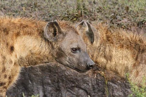 Close-up of a spotted hyena looking into camera Stock Photos