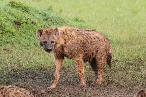 Close-up of a spotted hyena looking into camera Stock Photos