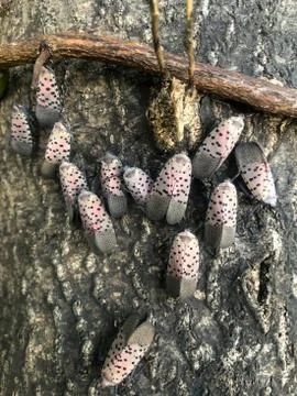 Close up of Spotted Lanternfly cluster on bark of a tree trunk. Stock Photos