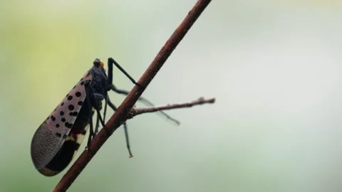 Close-up of Spotted lanternfly (Lycorma delicatula) on a twig Stock Footage 290884591
