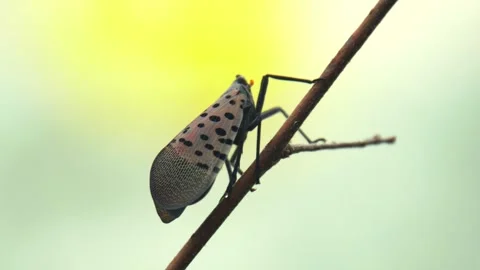 Close-up of Spotted lanternfly (Lycorma delicatula) on a twig Stock Footage 290884614