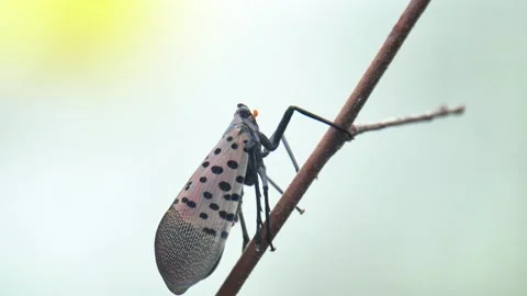 Close-up of Spotted lanternfly (Lycorma delicatula) on a twig Stock Footage 290884636