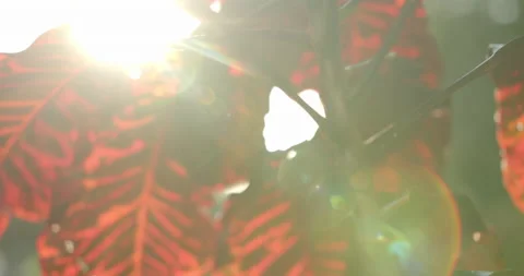 Close Up of Spotted Laurel Garden Croton with Sun Flares Exotic Plant Jungle Vidéo 146802497