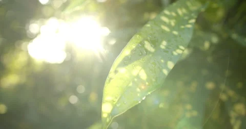 Close Up of Spotted Laurel Garden Croton with Sun Flares Exotic Plant Jungle Stock Footage