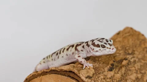 Close Up of a Spotted Leopard Gecko Resting on Textured Bark Stock Footage 327432342