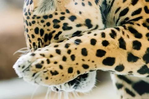 Close-up of a spotted leopard with paws extended Stock Photos