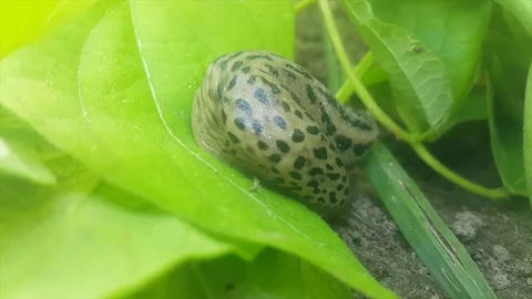 Close up of spotted leopard slug moves on green beans leaf, tentacles, soil Vídeos de archivo 78698476