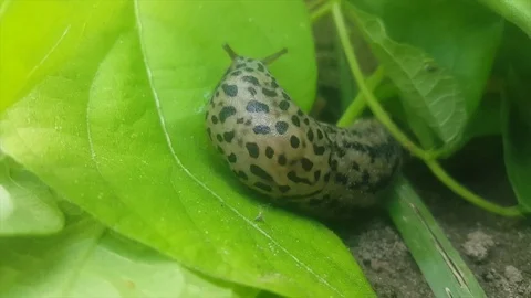 Close up of spotted leopard slug moves on green beans leaf, tentacles, soil Vidéo 78698721