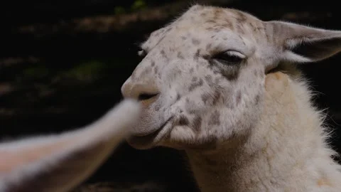Close up of spotted Llama Video stock 243386065