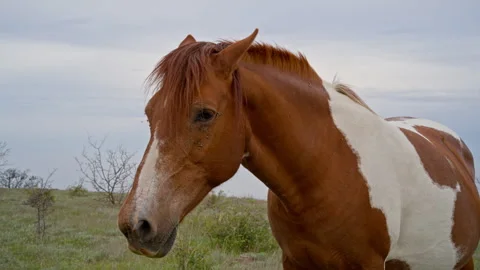 Close-up of spotted mare’s face with flies around eyes Stock Footage 309122267
