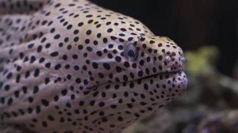 Close up of a spotted moray eel head with white and black polka dot pattern Stock Footage 323263014