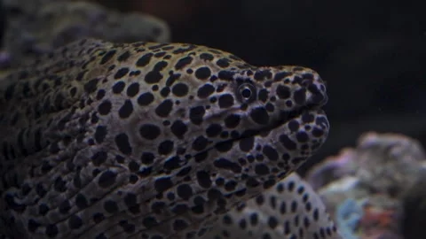 Close up of a spotted moray eel head with mouth open showing intricate dark Stock Footage 323263223