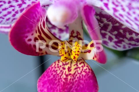 Close-up of spotted orchid head and petals with shallow background Stock Photos