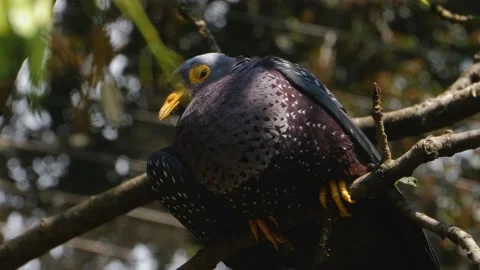 Close up of spotted pigeon Stock Footage 135041720