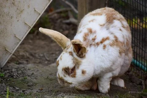Close-up of a spotted rabbit with white and brown fur in an outdoor enclosure Stock Photos