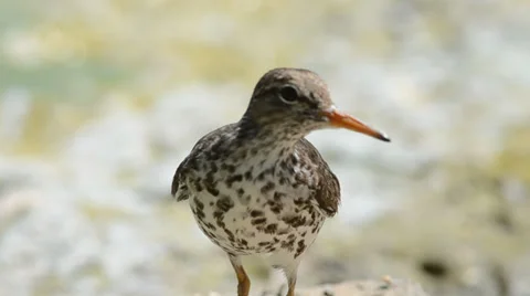 Close-up of a spotted sandpiper displaying its vocals Stock Footage 39830986