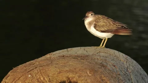 Close-Up of Spotted Sandpiper Preening Feathers on Driftwood at Sunset 스톡 동영상 337190260