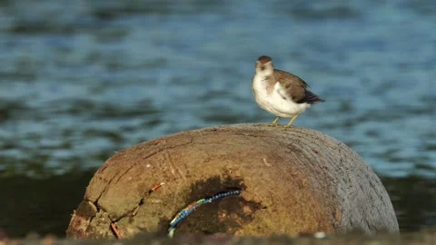 Close-Up of Spotted Sandpiper Preening Feathers on Driftwood at Sunset Stock-Footage 337190652