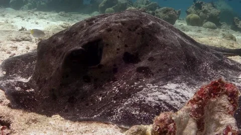Close-up of spotted stingray resting on sandy sea floor Stock Footage 130235343