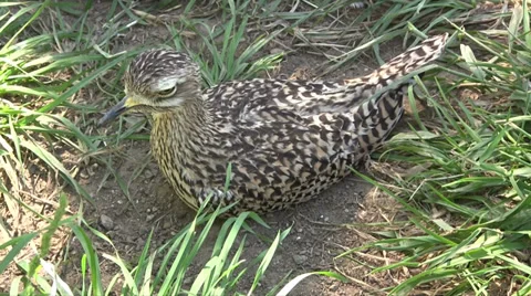 Close up of a spotted thick-knee bird Stock Footage 34210854