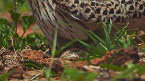 Close up of spotted thick-knee bird sitting on its eggs in Africa Stock Footage 252295334