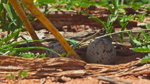 Close up of spotted thick-knee bird walking to it's nest in Africa Stock Footage 252297353